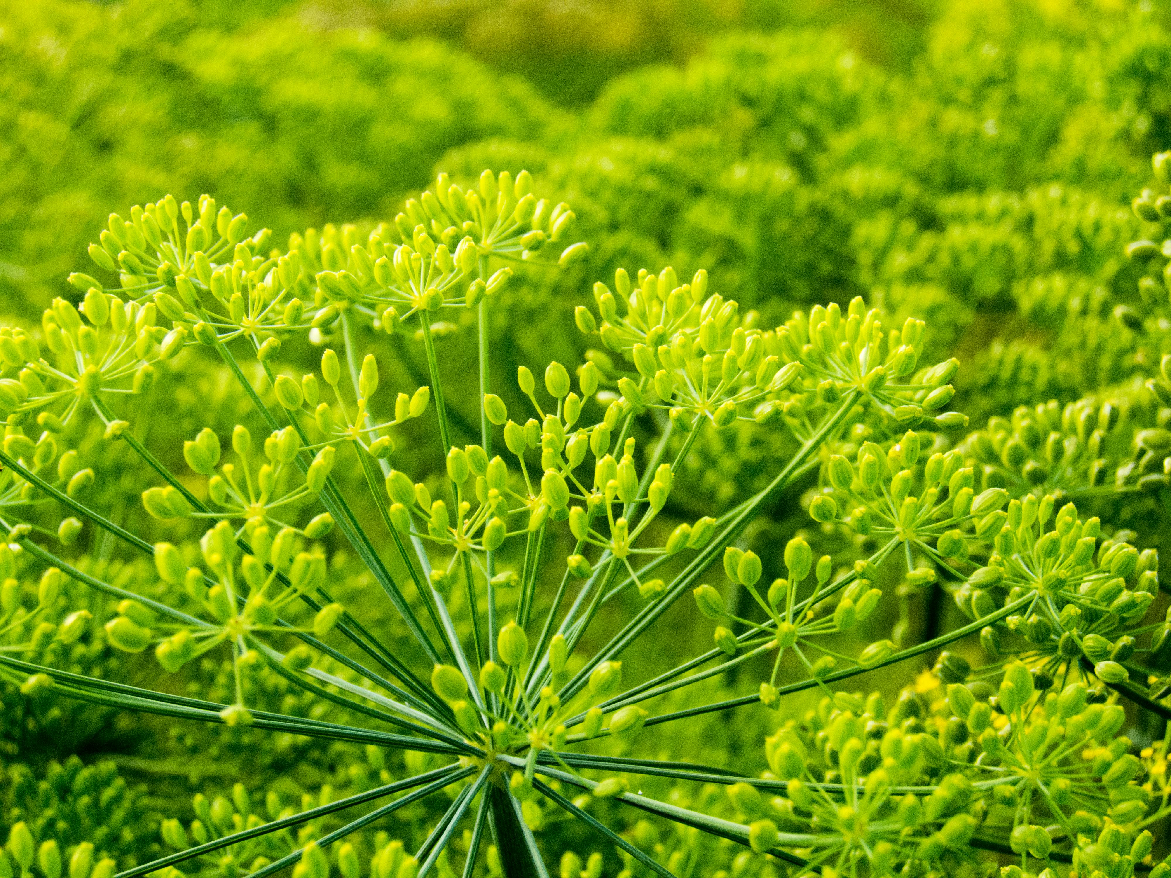 Free stock photo of dill, eating healthy, field