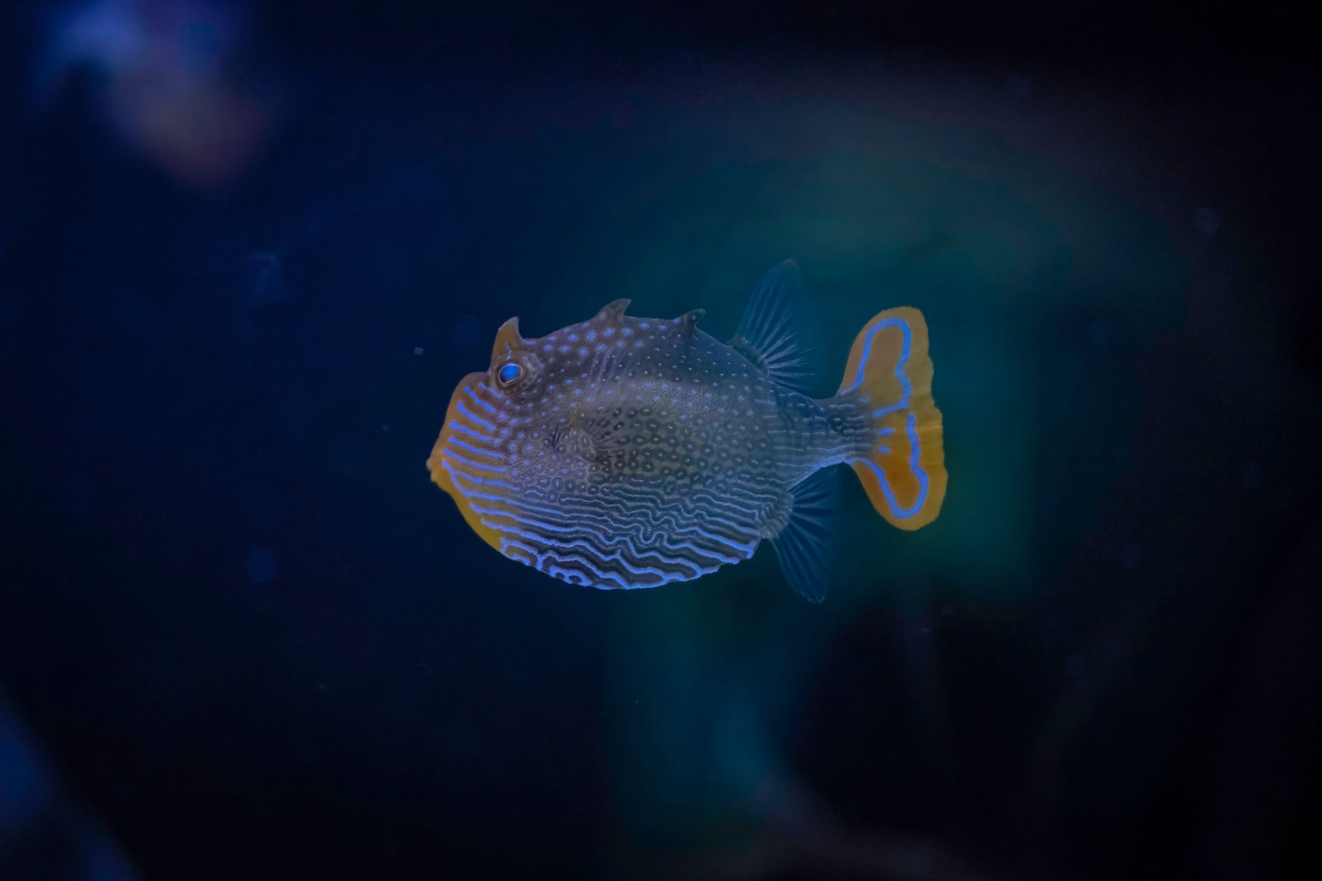 Underwater at Blue Hole Romblon