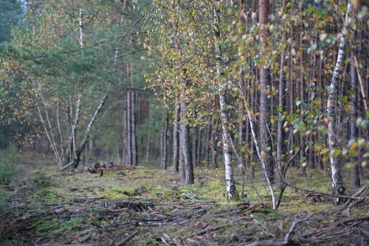 Serene forest path with birch and pine in autumn foliage, perfect for nature lovers.