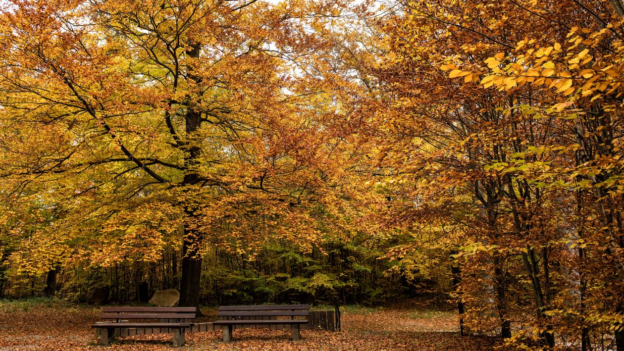 Serene Autumn Forest with Golden Leaves · Free Stock Photo