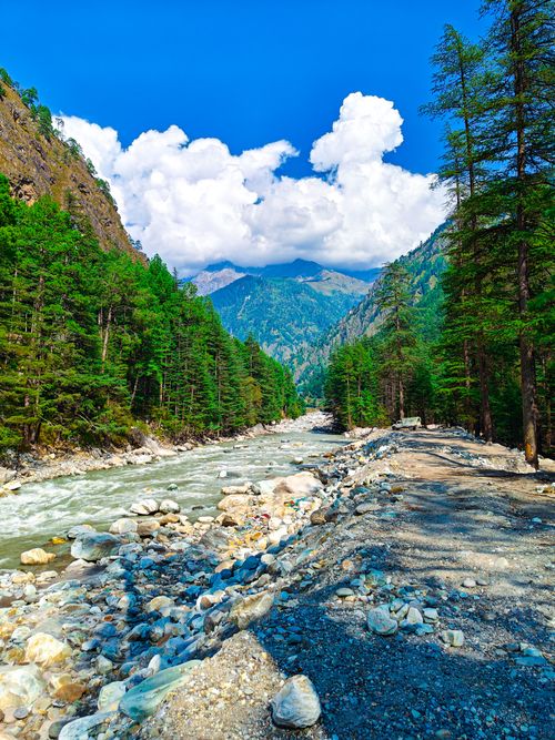 Free Majestic mountain river flowing through verdant pine forest under a bright blue sky. Stock Photo