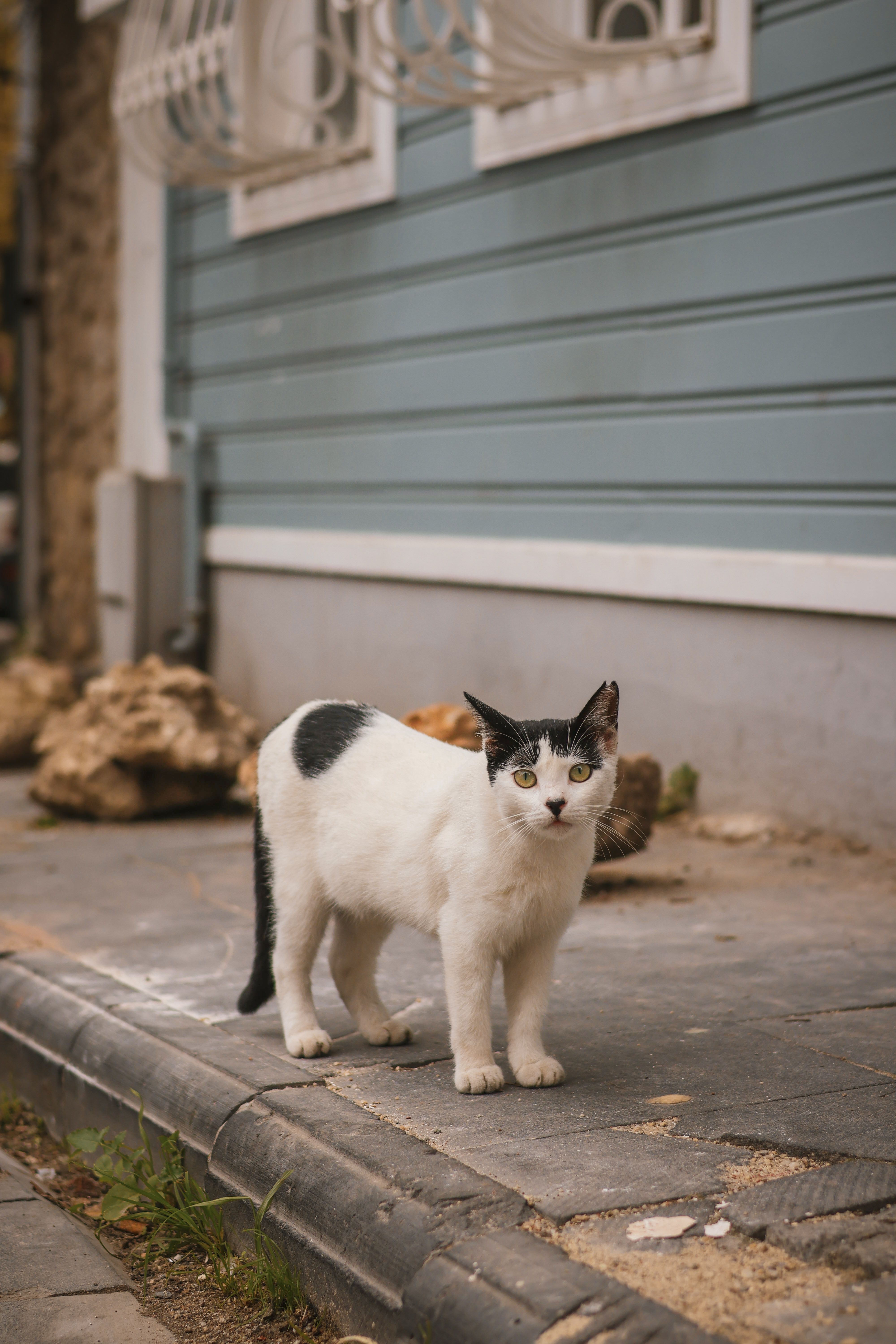 White and Black Cat on Urban Street Sidewalk · Free Stock Photo