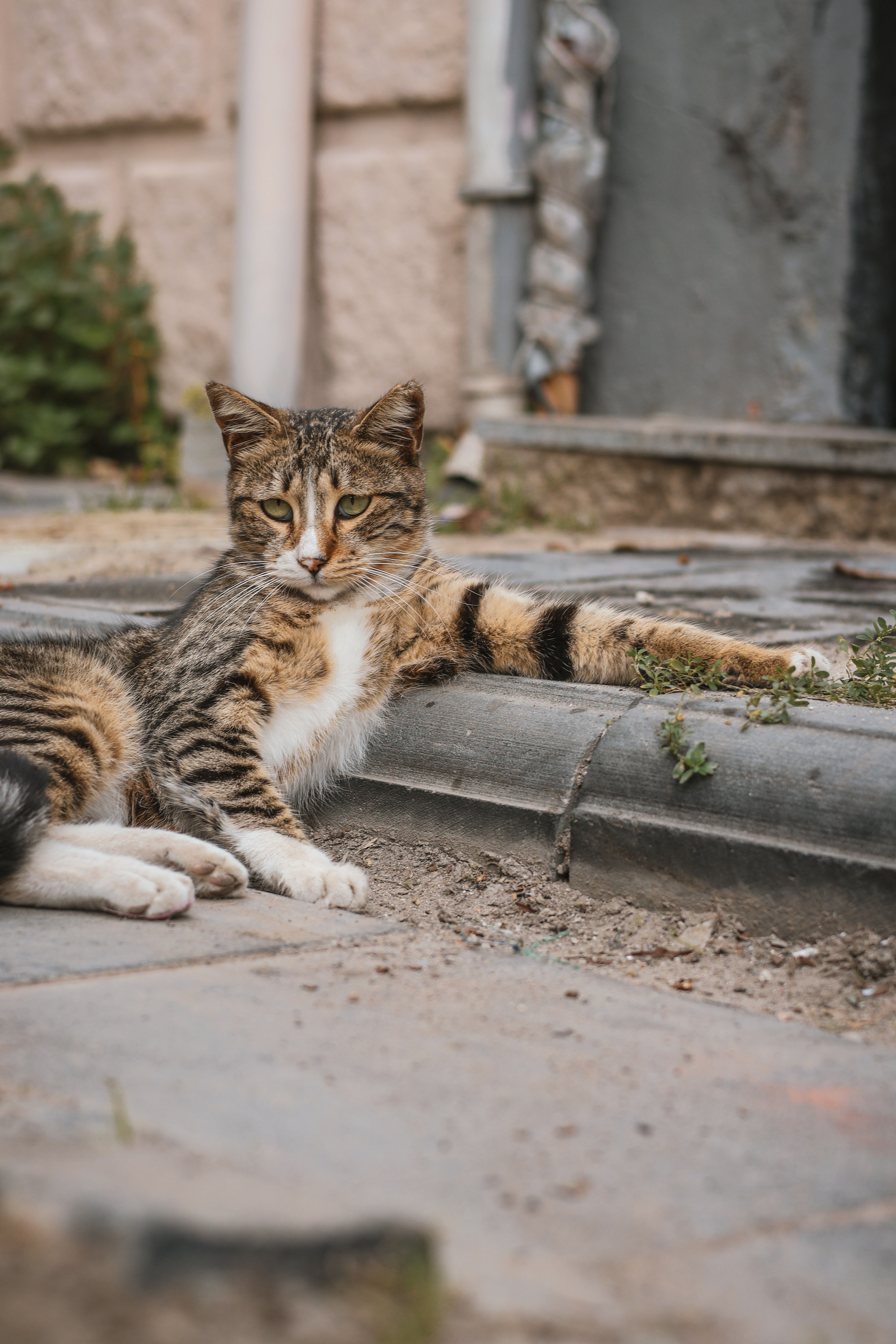 Relaxed Tabby Cat Lounging Outdoors · Free Stock Photo