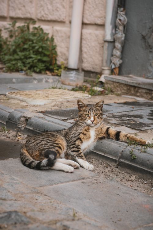 Free A relaxed tabby cat lying on an urban sidewalk, showcasing calm and natural surroundings. Stock Photo