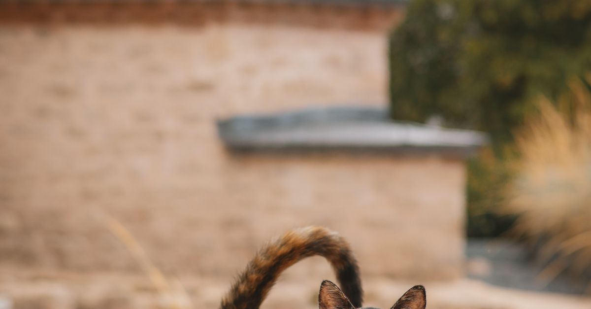 Are Tortoiseshell Cats Rare Are tortoiseshell cats rare: a black and orange tortoiseshell cat posing on a wooden deck