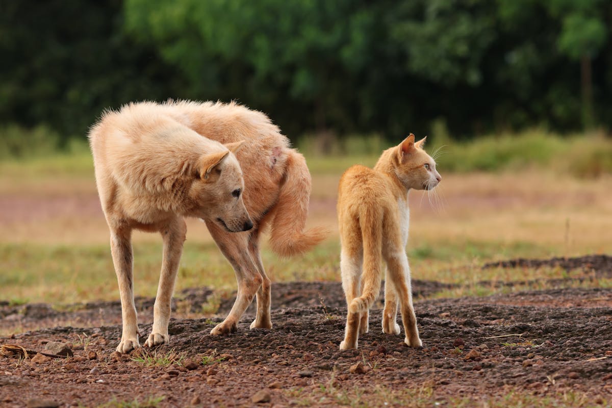 Dog And Cat Talking Together Photos, Download The Best Free Dog And Cat 