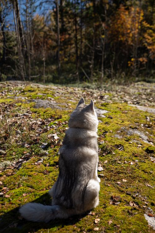 Free A Siberian Husky sits on a mossy rock, enjoying a serene autumn forest view. Stock Photo