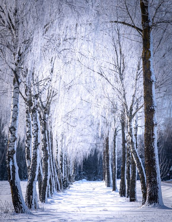 Serene Winter Wonderland with Frosted Trees · Free Stock Photo