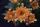 fall flowers