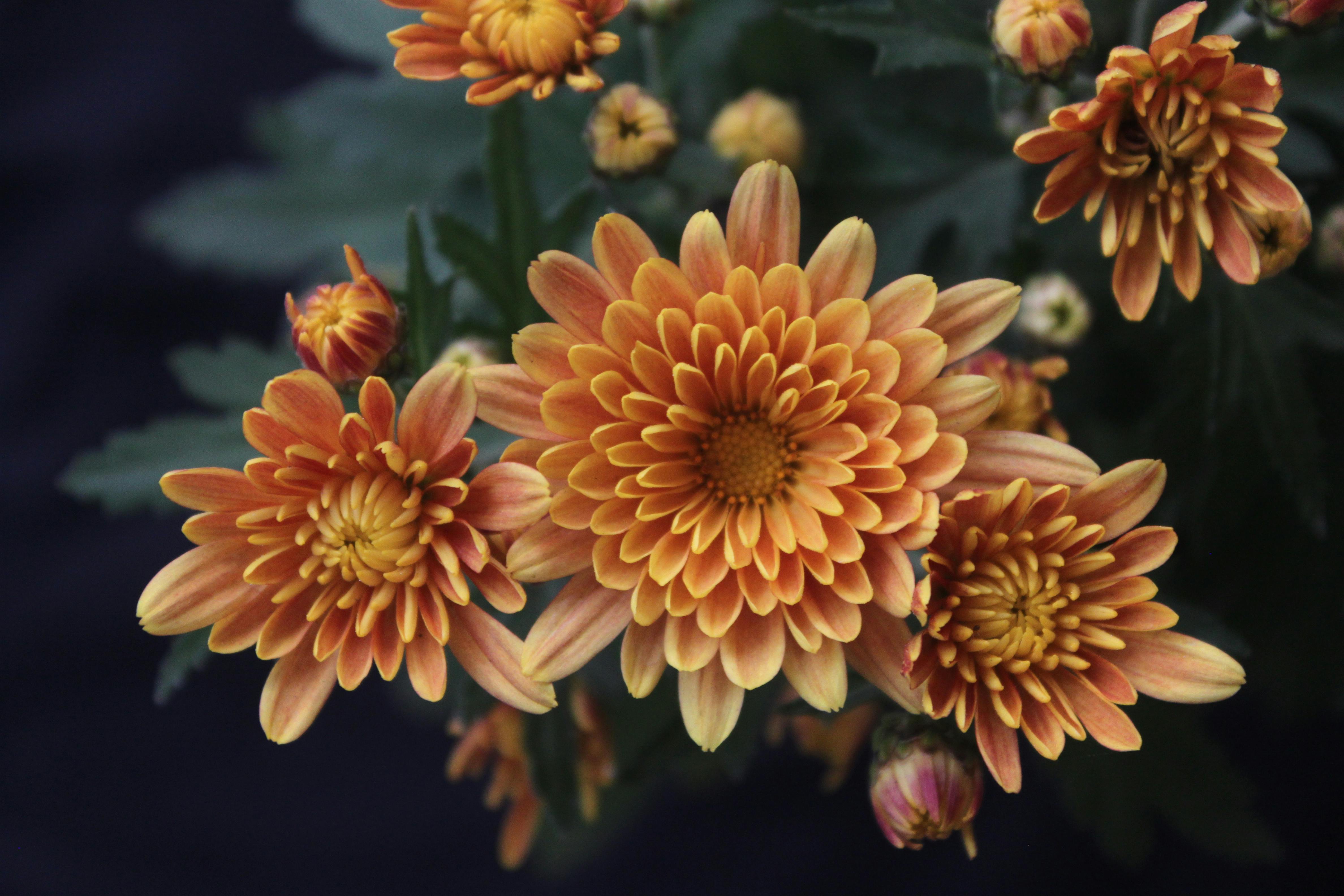 Vibrant chrysanthemum flowers showing their natural beauty