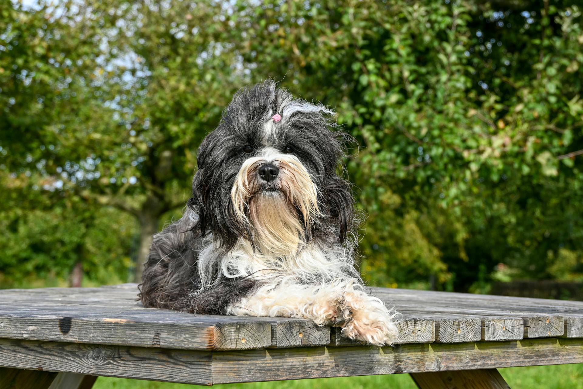 Tibetan terrier Veri