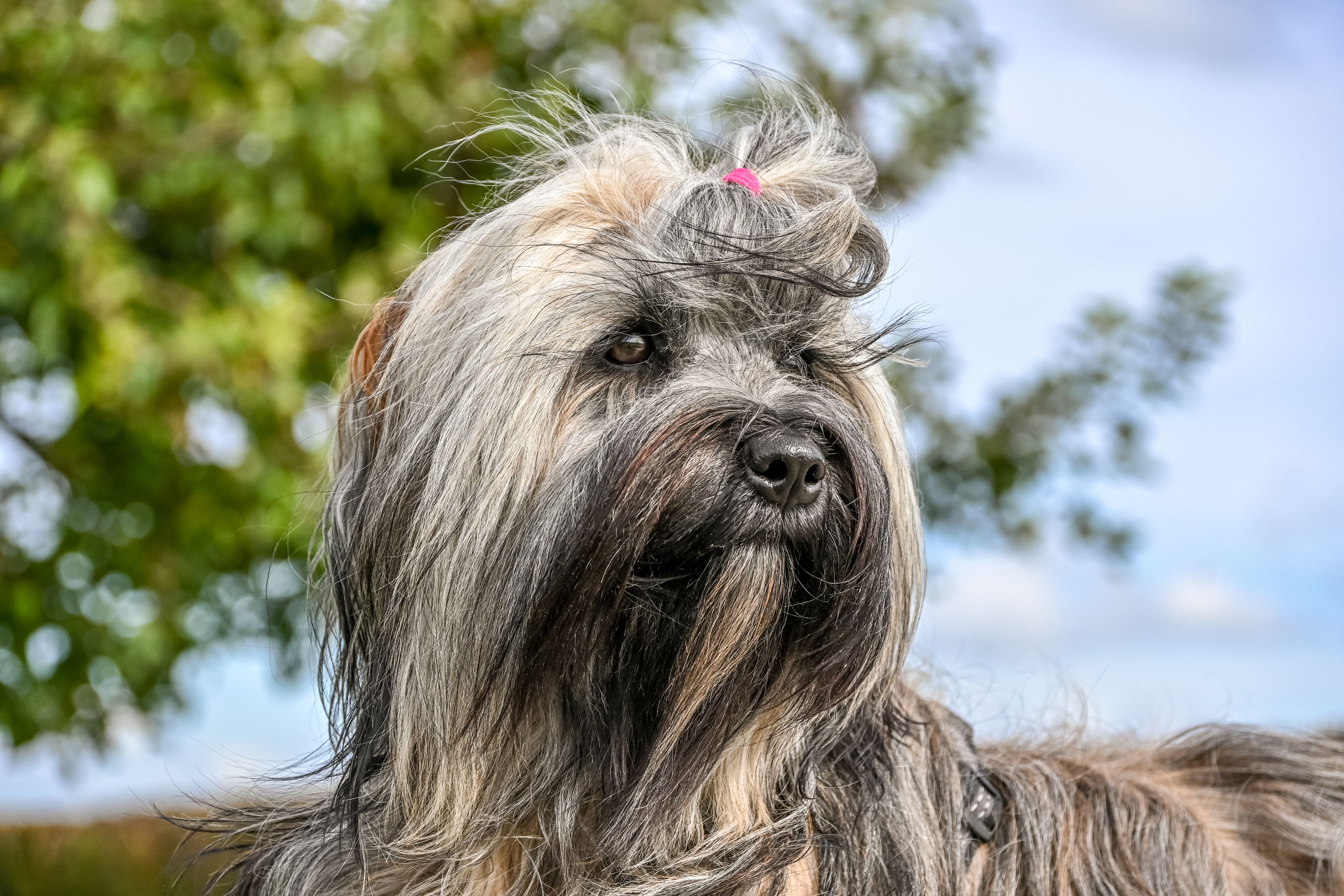 Captivating portrait of a Tibetan Terrier with a stylish topknot in a sunlit garden setting.