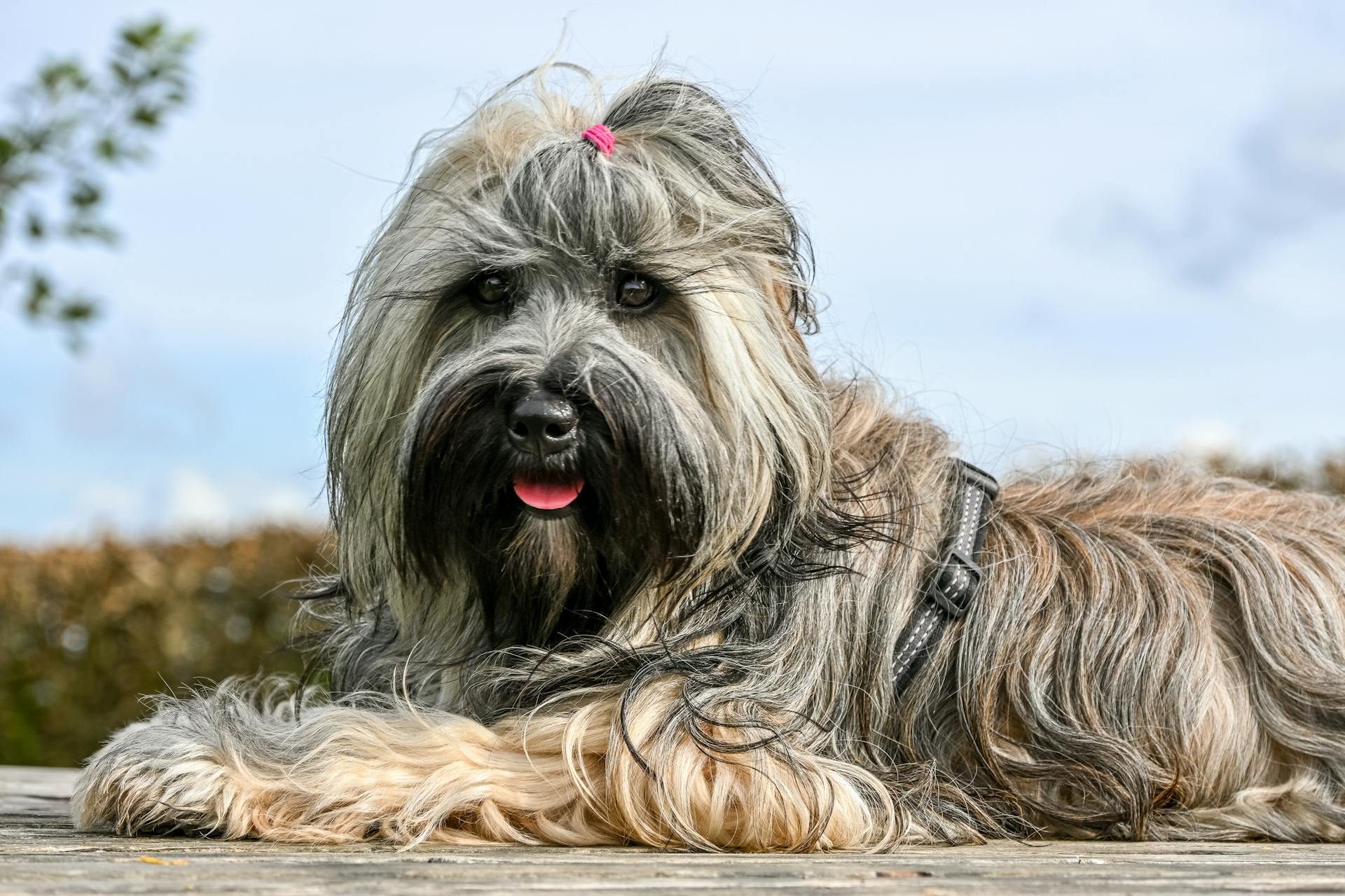 A fluffy Tibetan Terrier dog lying on wooden deck outdoors, looking charming and relaxed.