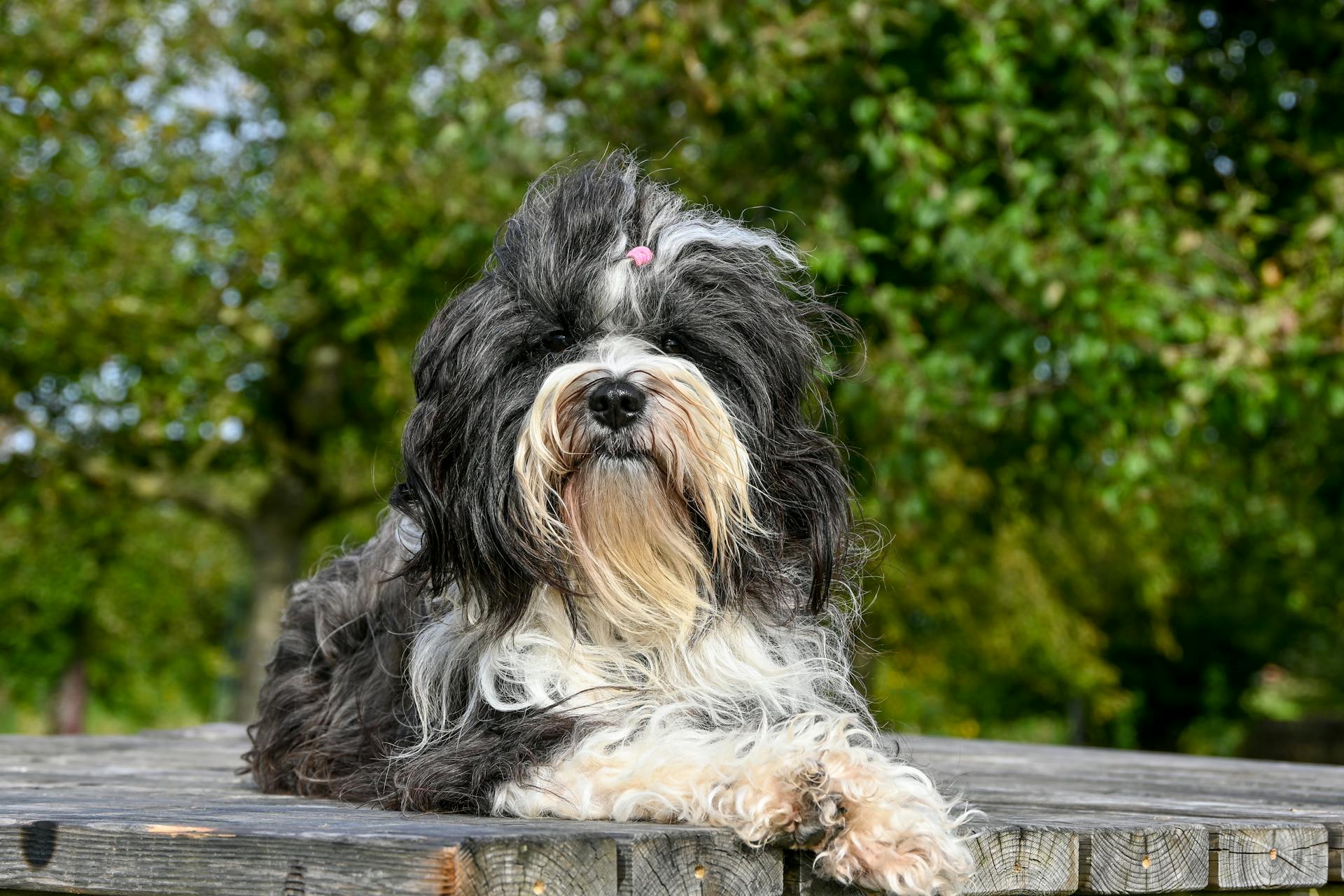 Tibetansk terrier Veri