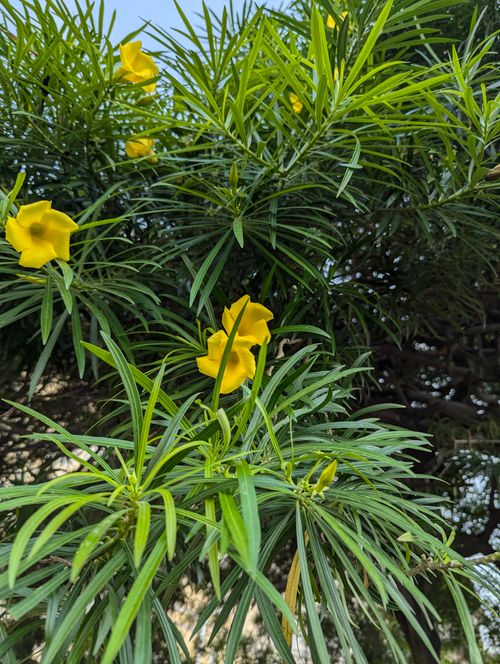Free Thevetia peruviana Stock Photo