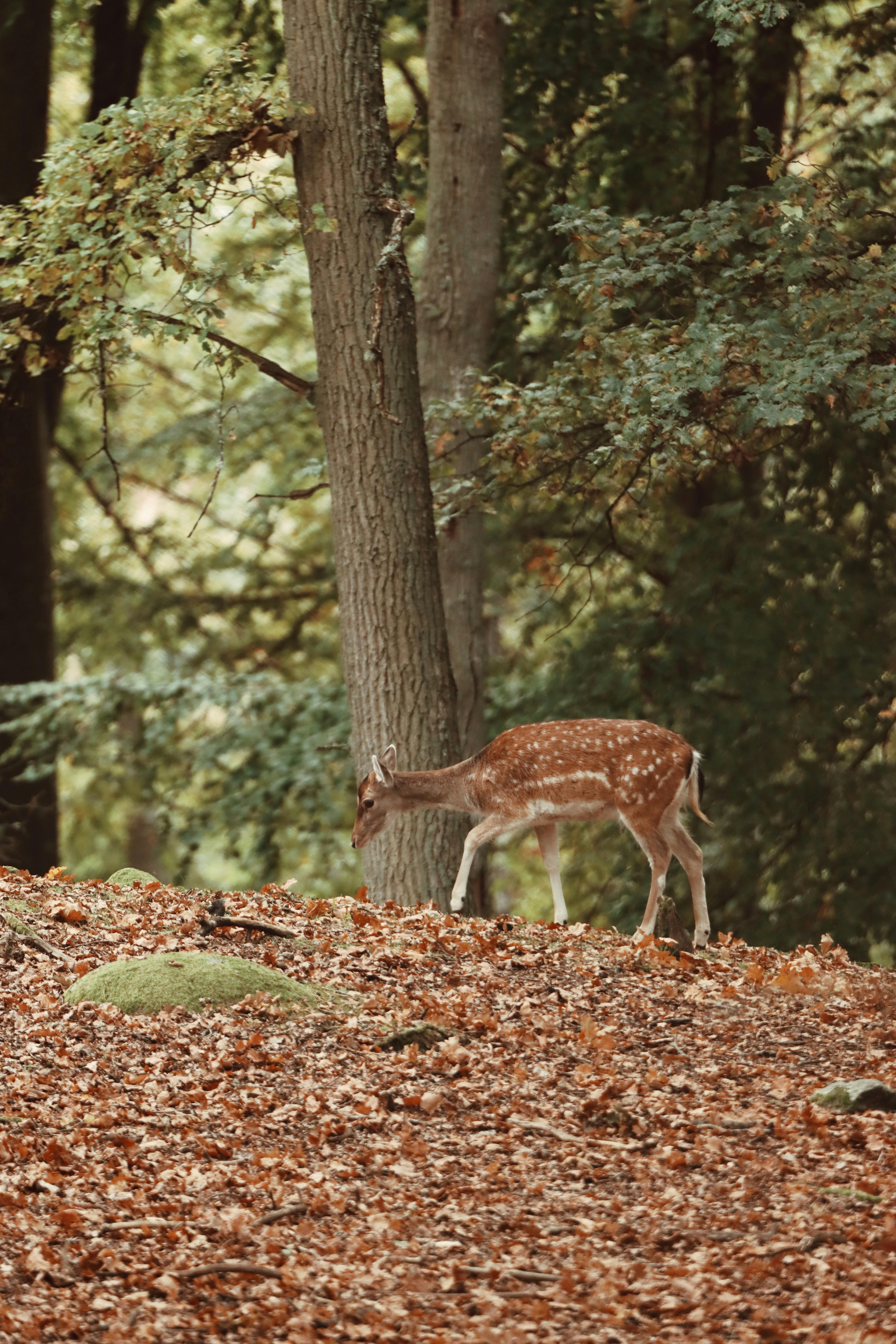 spotted red deer grazing in swedish forest