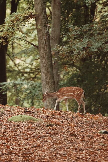 A tranquil scene of a red deer grazing among autumn leaves in a Swedish forest. Perfect for nature enthusiasts.