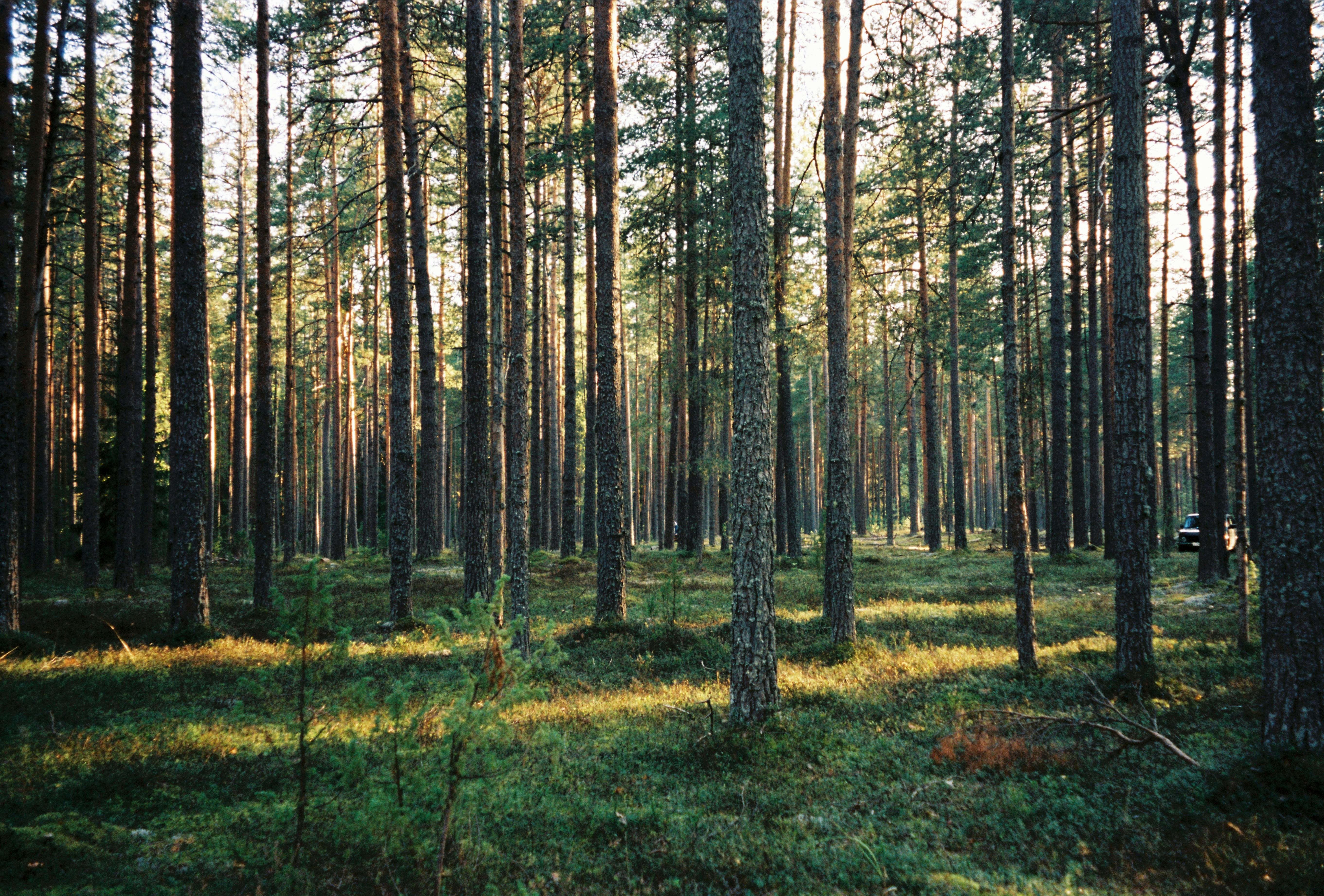 A tranquil pine forest with sunlight streaming through the trees, creating a peaceful natural setting.