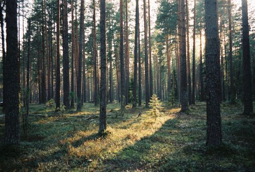 Serene view of a sunlit pine forest at sunrise with tall trees.