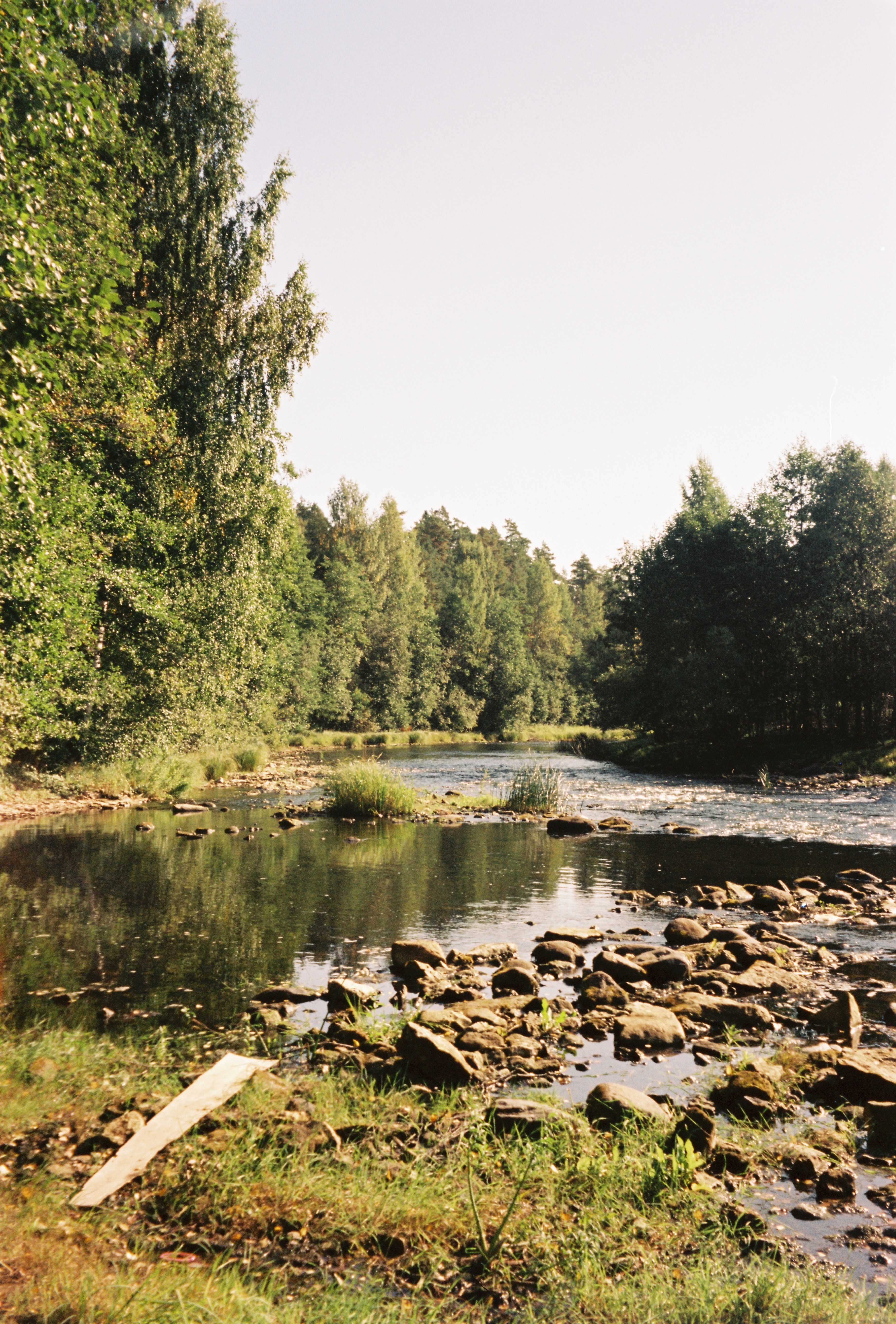 Peaceful river scene surrounded by lush green forest on a sunny day.