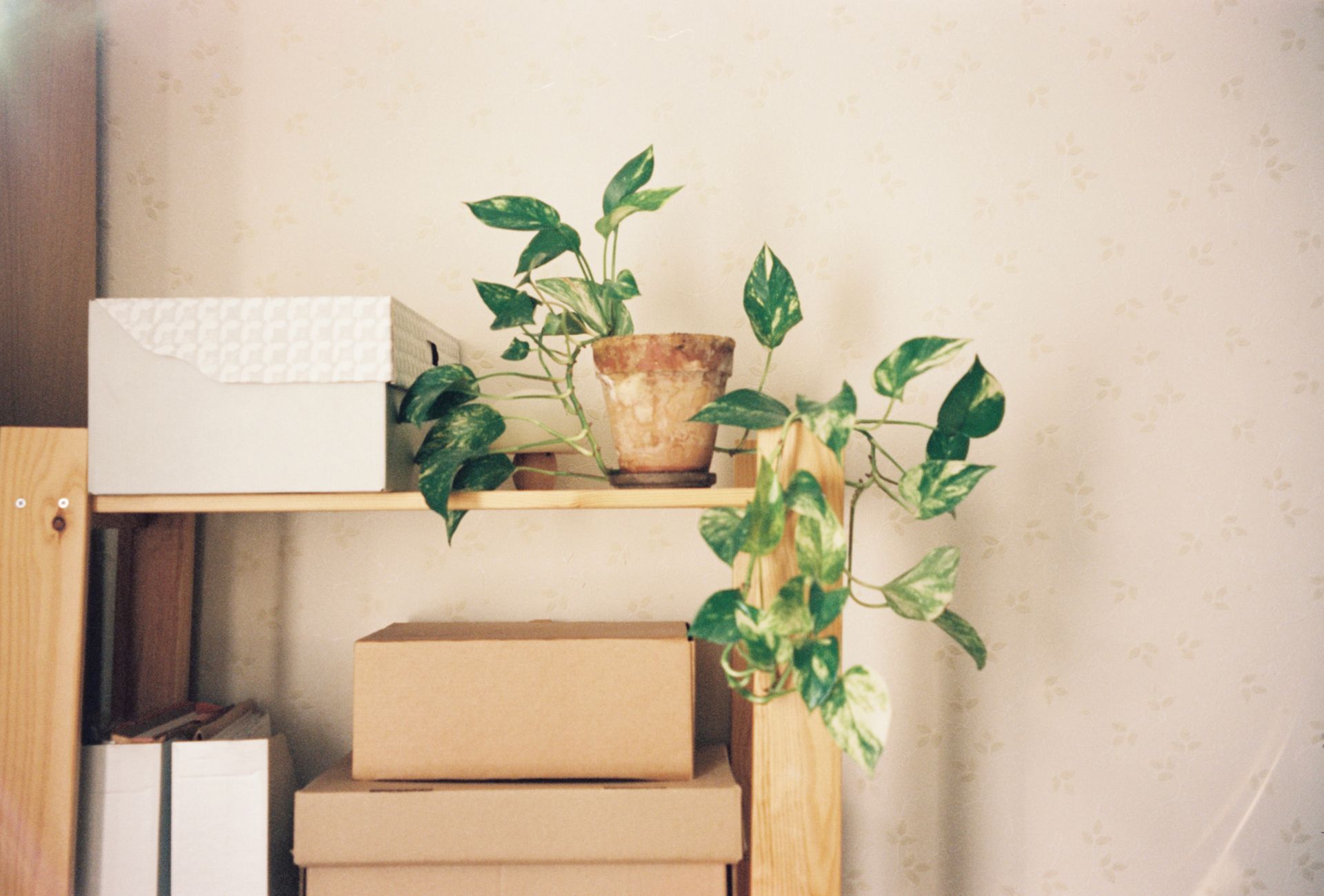 A minimalist shelf with a potted plant and boxes creating a cozy indoor setting.