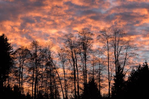 Fotografia Di Sagoma Di Alberi