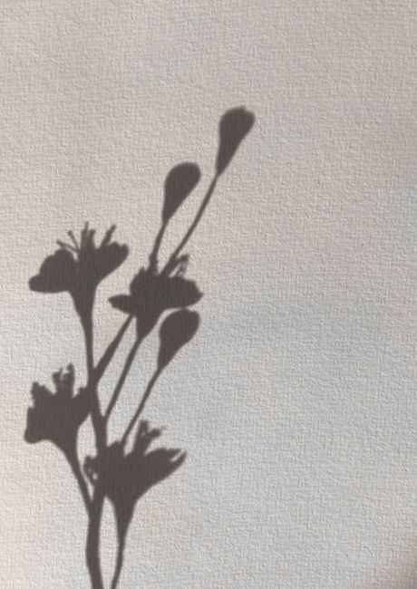 Artistic silhouette of flower shadows against a textured wall.