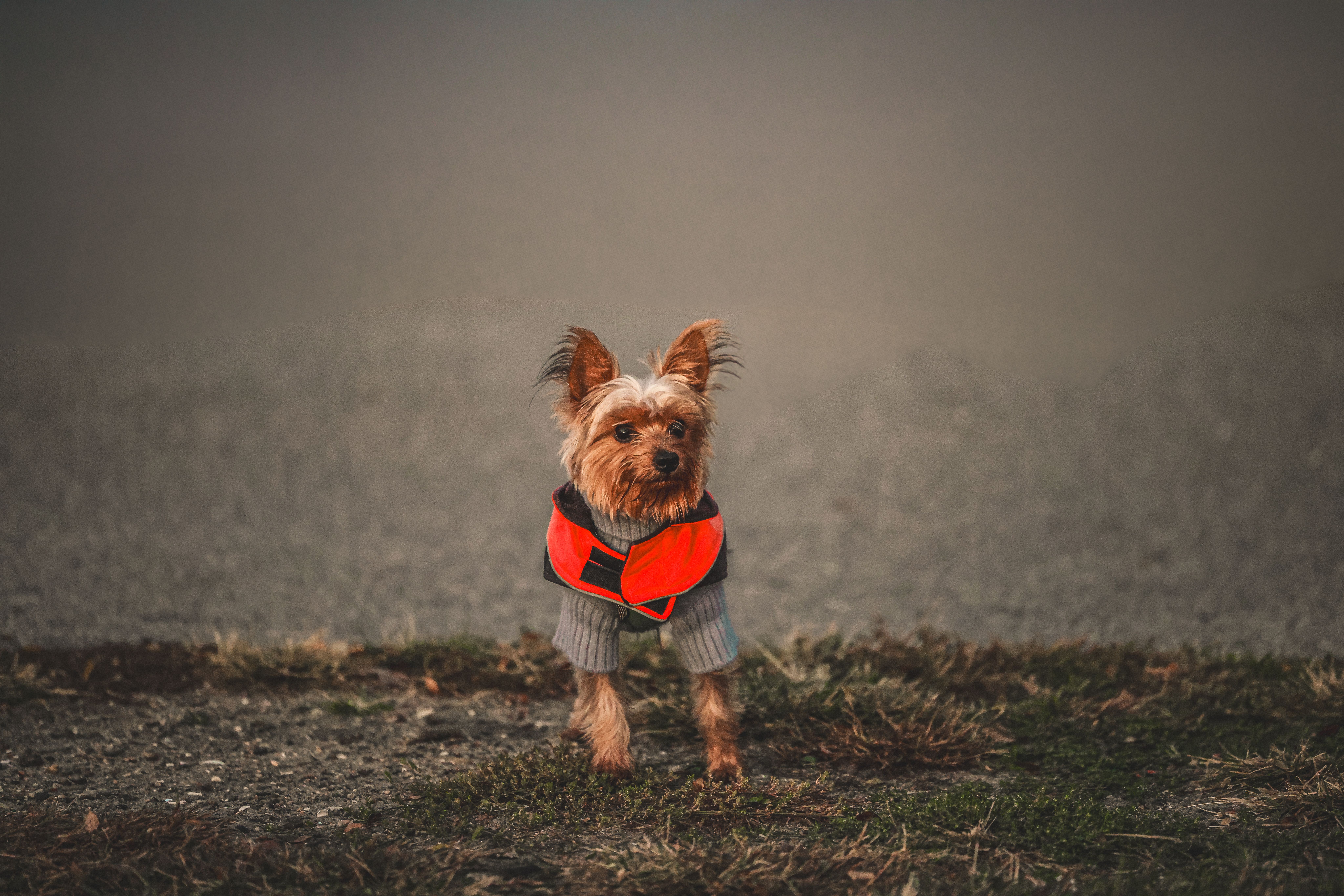 Outdoor Pet Safety Tips Every Owner Should Know — Photo by David Kanigan on Pexels
