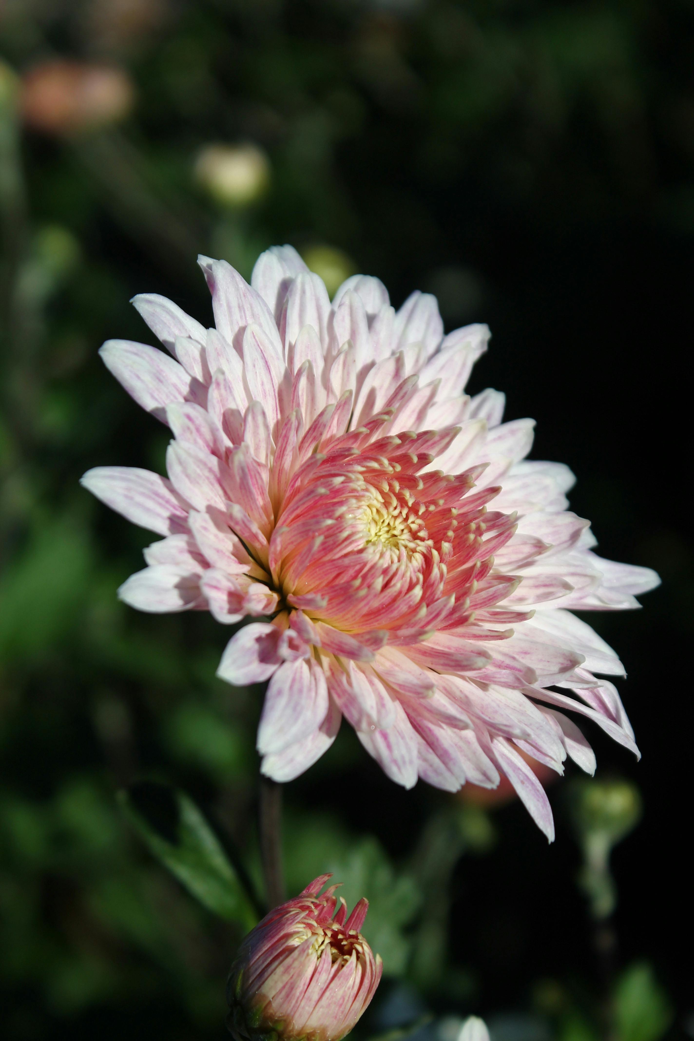 beautiful chrysanthemum bloom in natural light