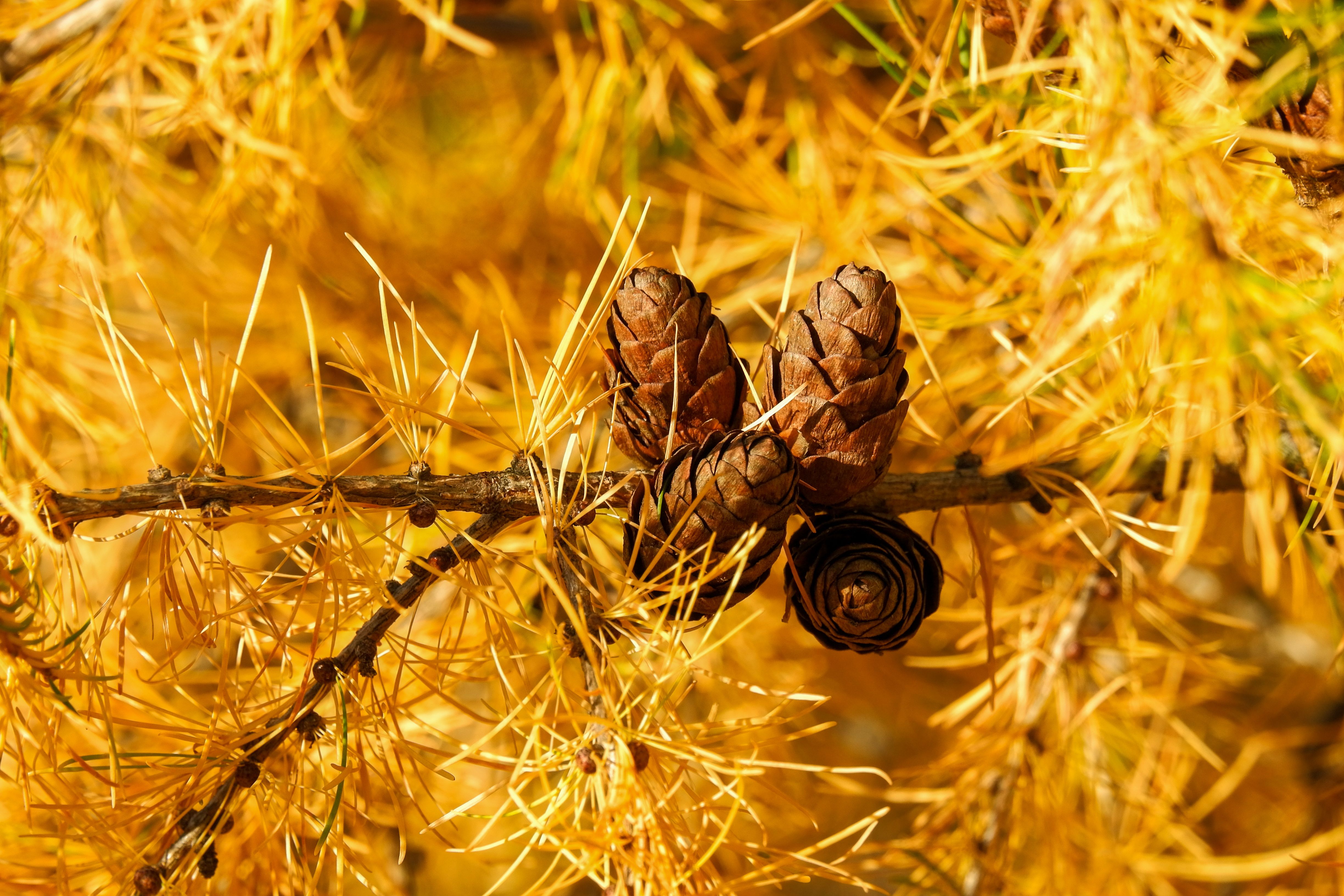 Close-up of golden larch tree cones and dropping needles in autumn — larch tree care in Surrey BC