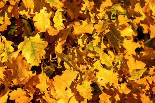 Free Close-up of vibrant golden oak leaves in fall sunlight, capturing autumn beauty. Stock Photo