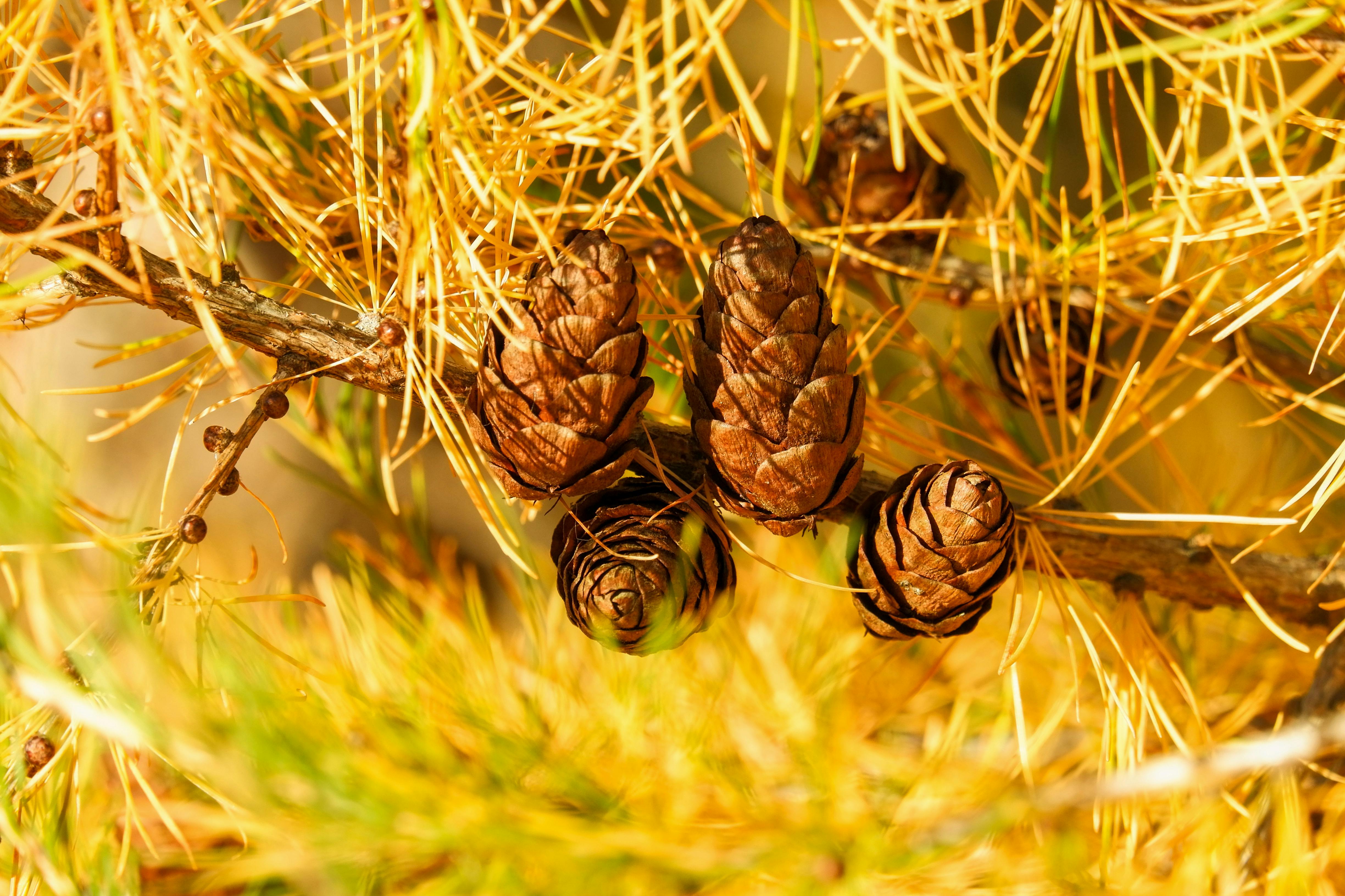 Close-up of Pine Cones on a Branch in Autumn
