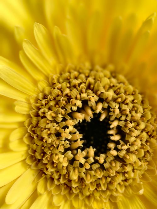 Free Detailed close-up of a yellow gerbera daisy showcasing its vibrant petals and intricate center. Stock Photo