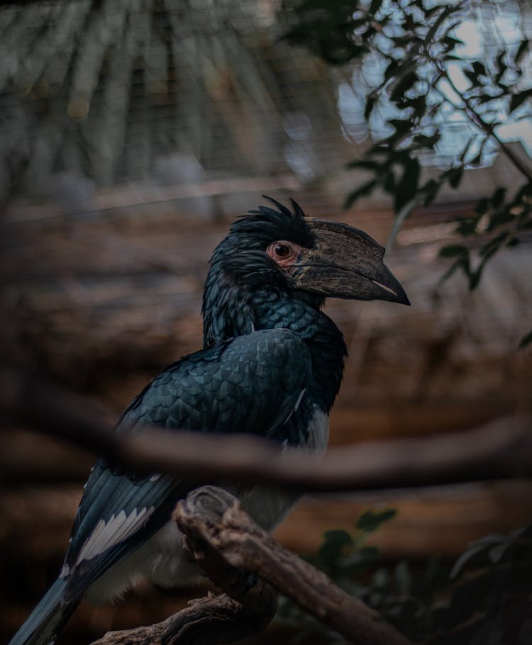 A Bird Perched On A Tree