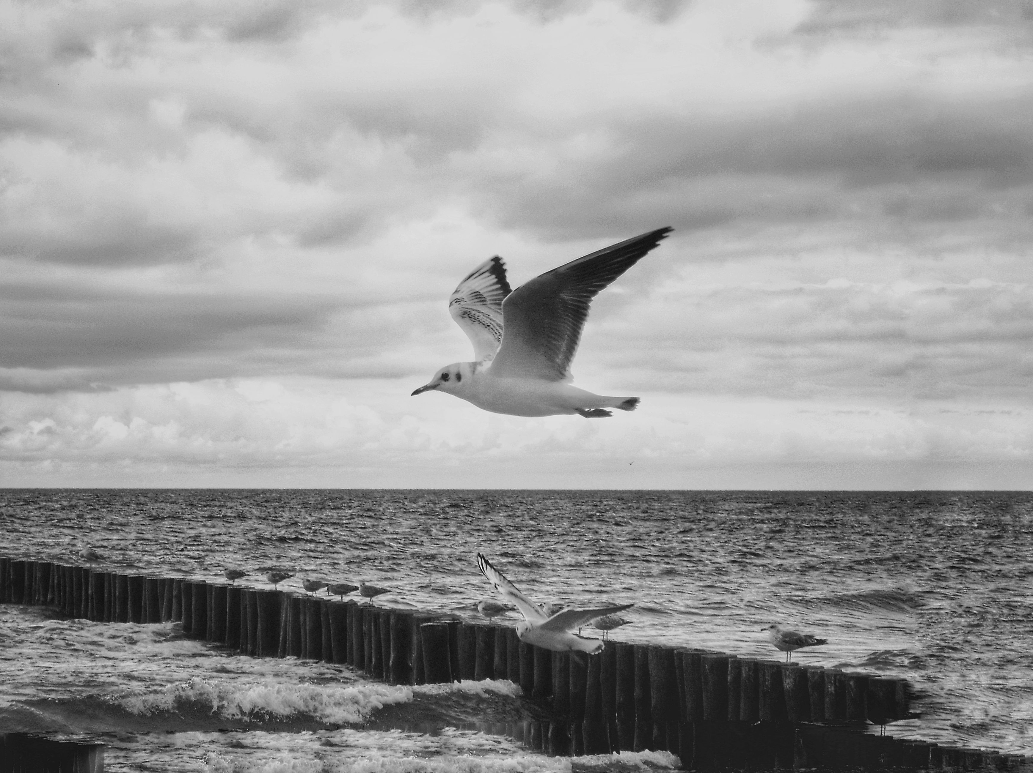 Black and White Seagull Flying Over Ocean Waves · Free Stock Photo