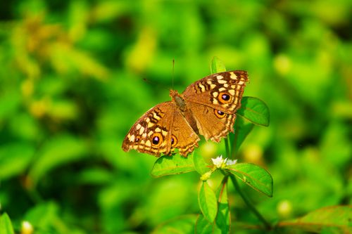 Free Detailed capture of a Peacock Pansy butterfly perched on a leaf against a vibrant green background. Stock Photo