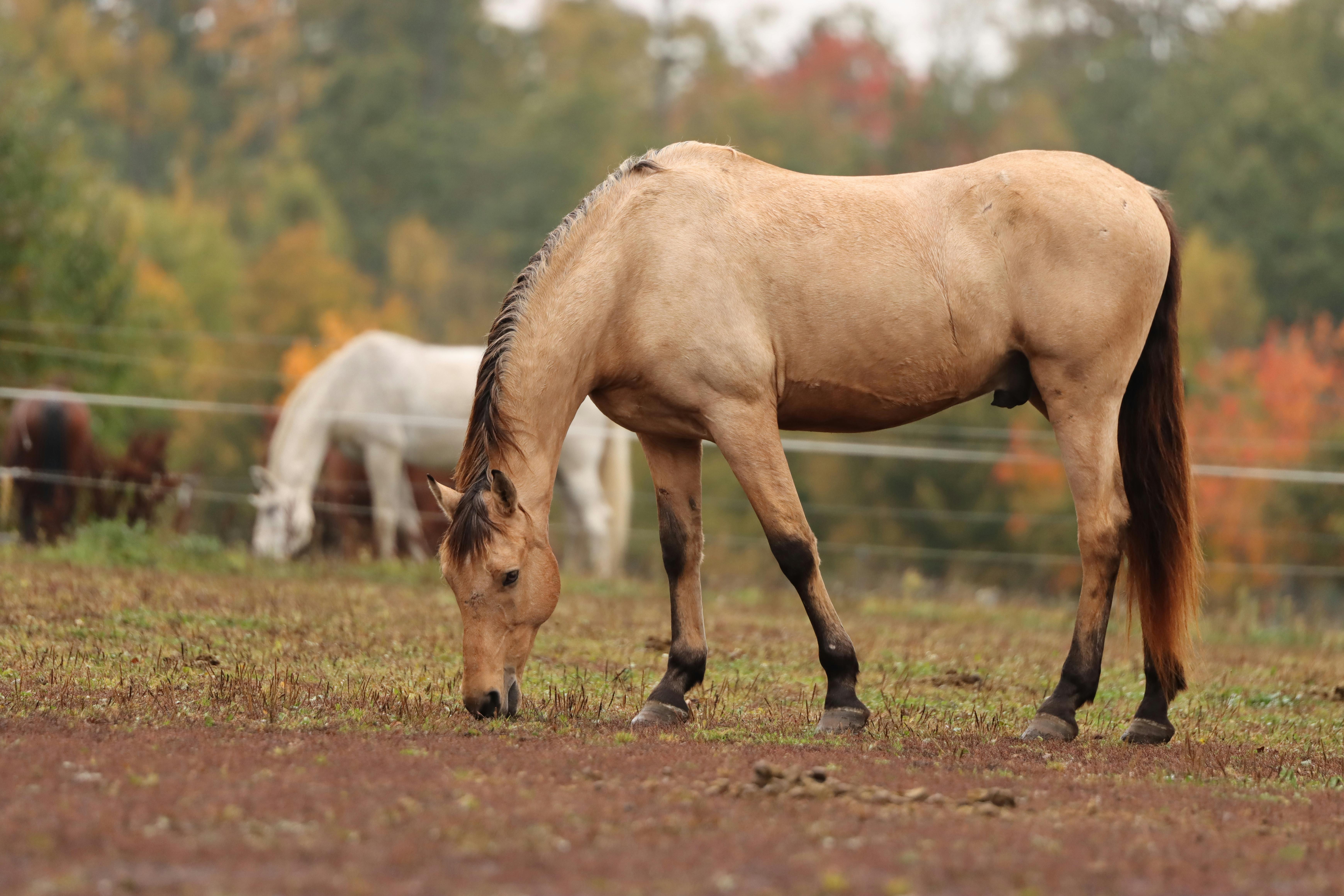 brown horse grazing in autumn field sweden