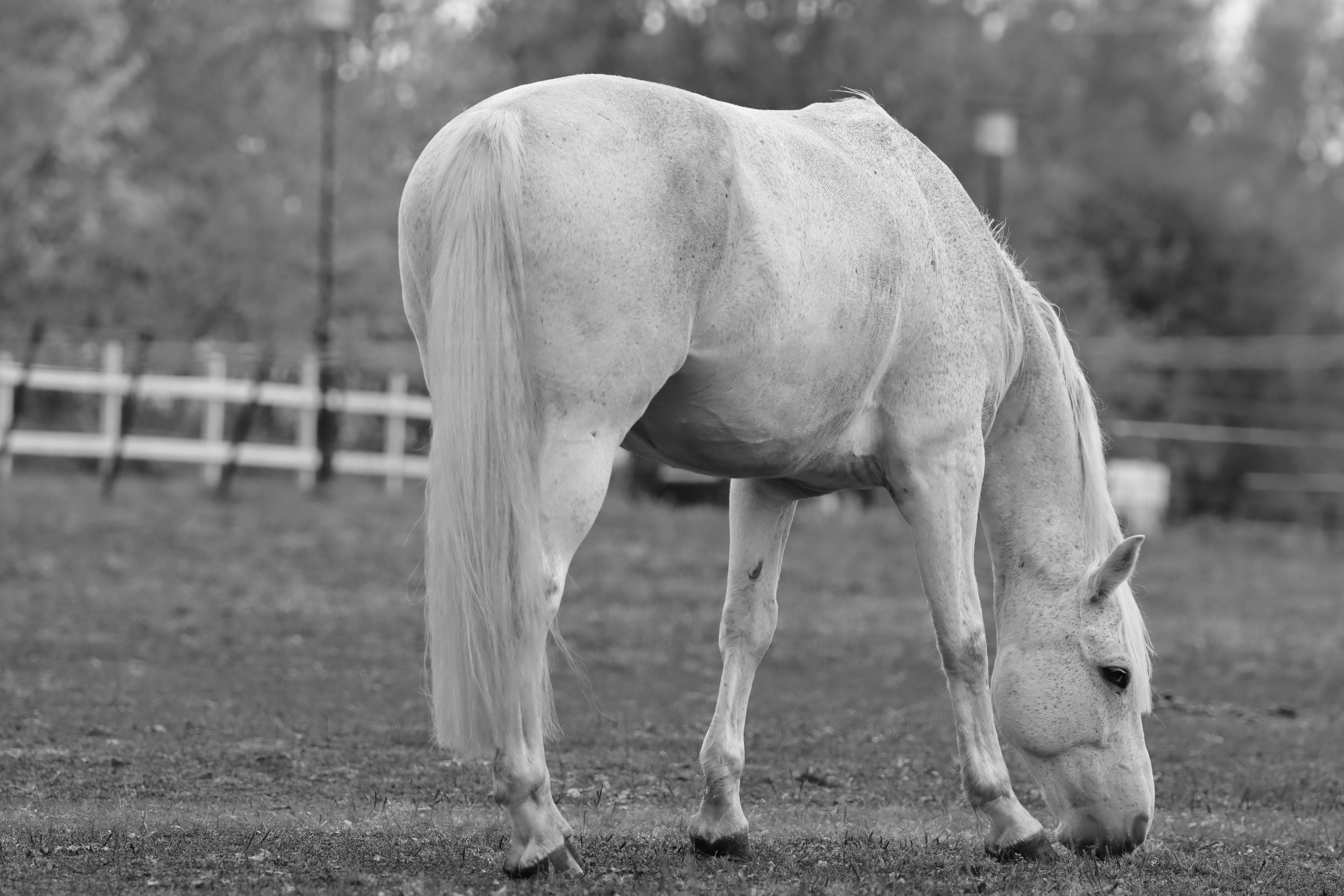 grazing horse in a swedish pasture