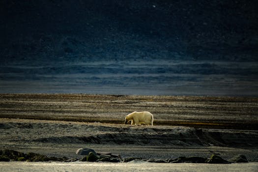 Lone polar bear walks across a desolate Arctic landscape as twilight descends.