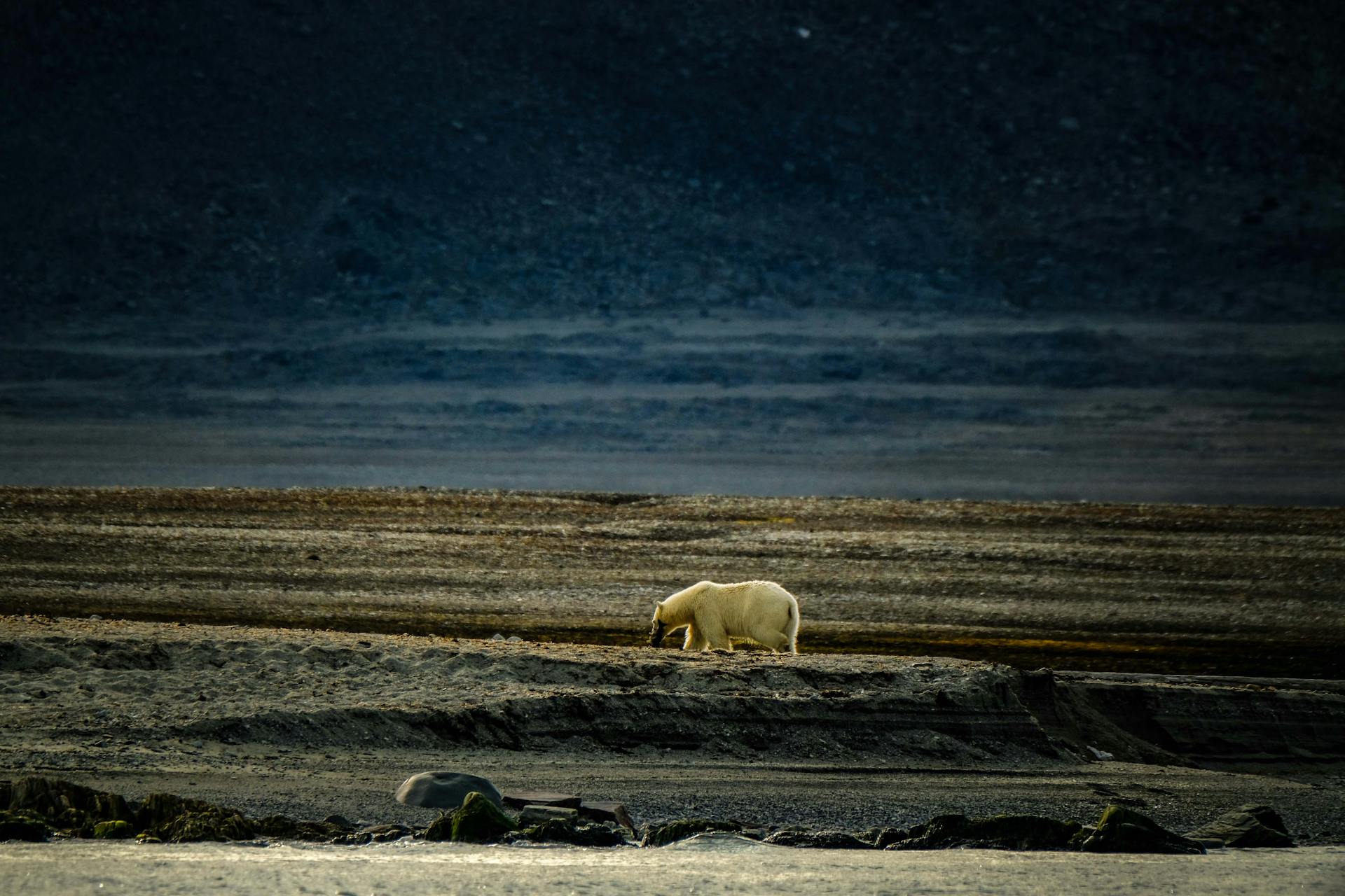 Polar Bear in Arctic Landscape During Twilight