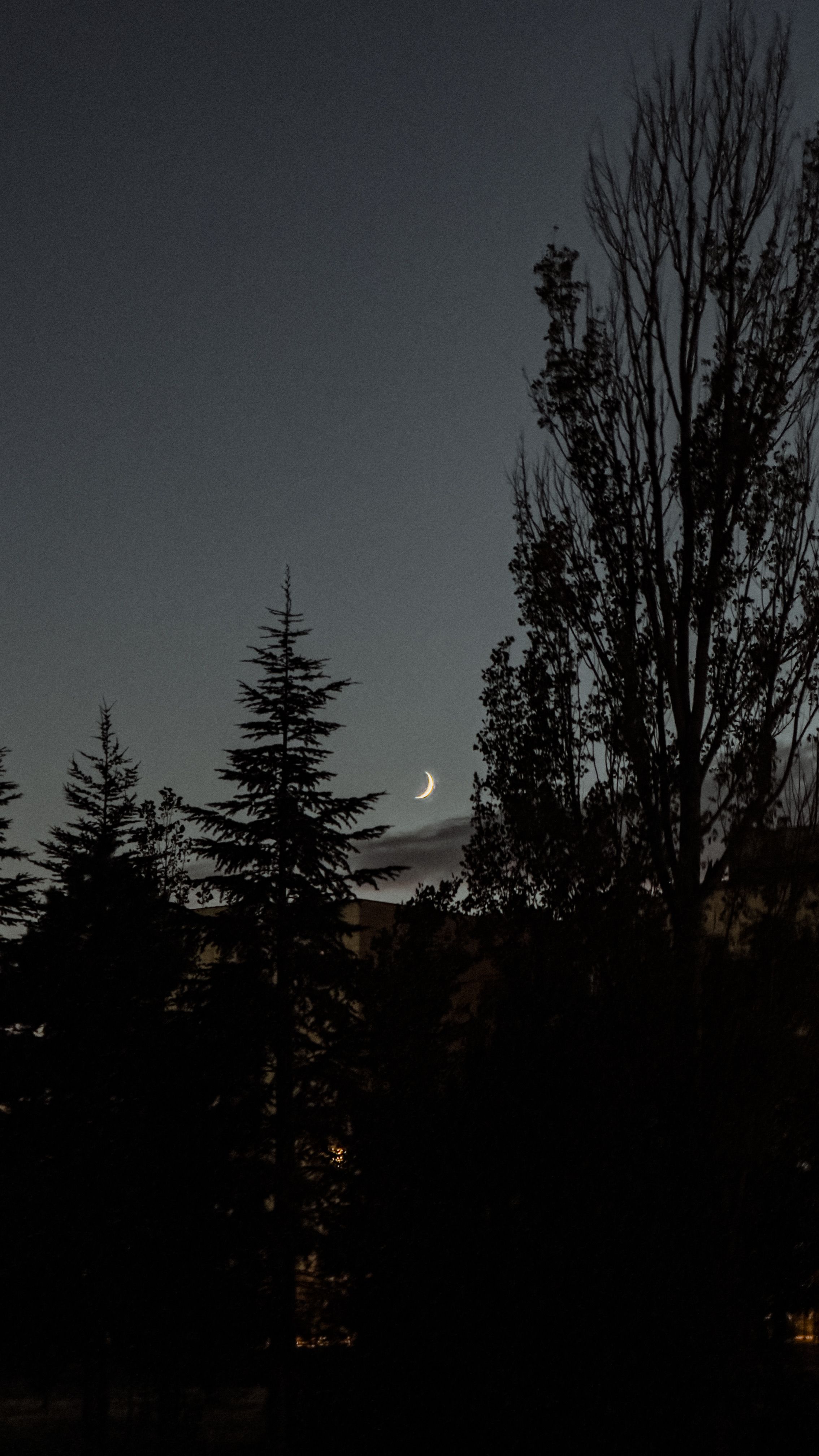 A tranquil night scene featuring silhouette trees and a crescent moon.