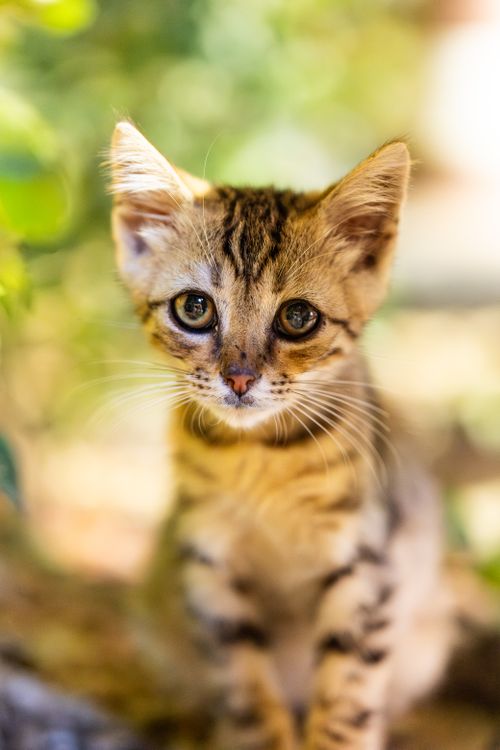 Free Close-up of a Bengal kitten with striking markings and vivid eyes against a blurred background. Stock Photo
