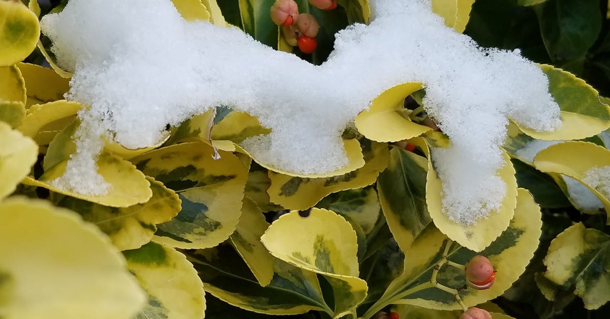 Free stock photo of beautiful nature, snow flake, winter