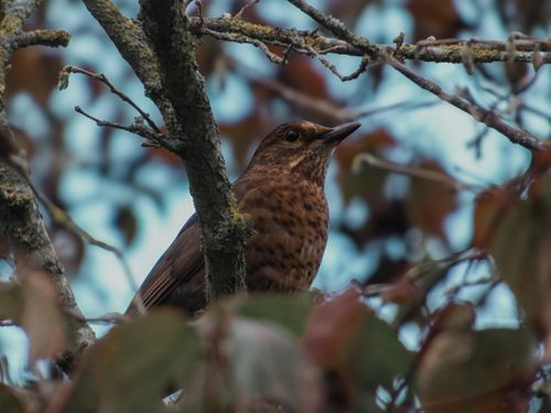 Free A brown bird rests among autumn leaves, showcasing nature's beauty. Stock Photo
