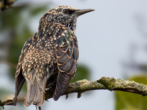 Free Close-up of a European Starling (Sturnus vulgaris) perched on a lichen-covered branch. Stock Photo