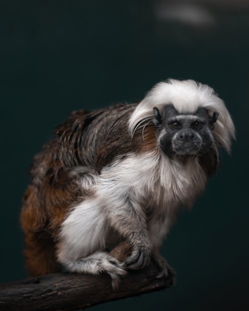 Free White and Brown Primate Stock Photo