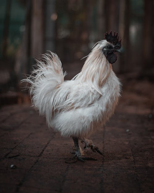 Biały Kurczak Na Betonowym Chodniku