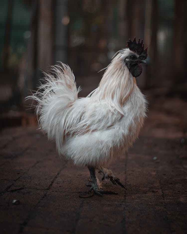 White Chicken On A Concrete Pavement