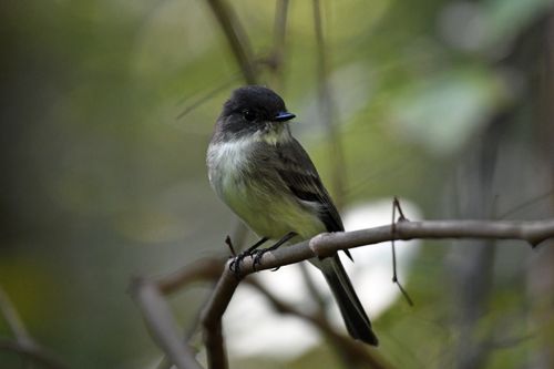 Free A close-up of an Eastern Phoebe bird perched on a tree branch amidst green foliage. Stock Photo