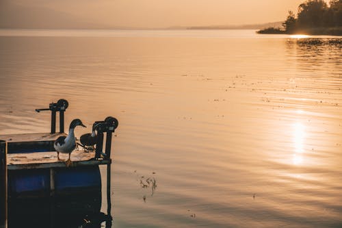 Foto d'estoc gratuïta de ànec, capvespre, llac